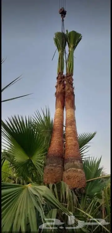 نخل واشنطني زينه 8