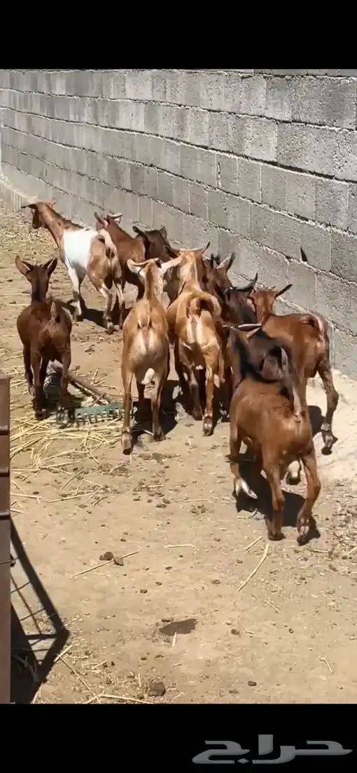تيوس دهم ( تم البيع ). 1