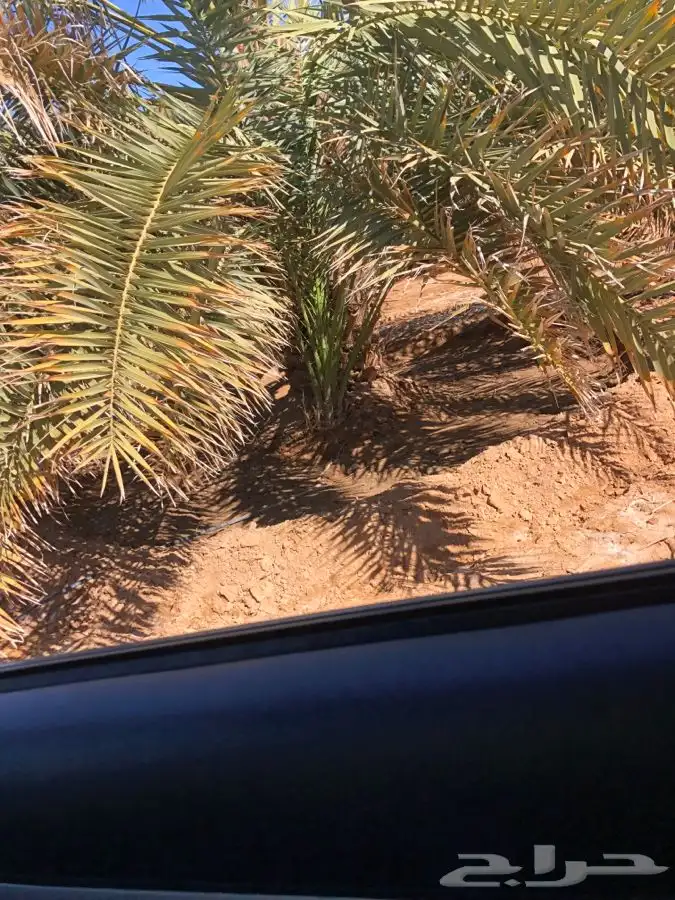 فروخ فسايل نخل من المالك مباشره 8