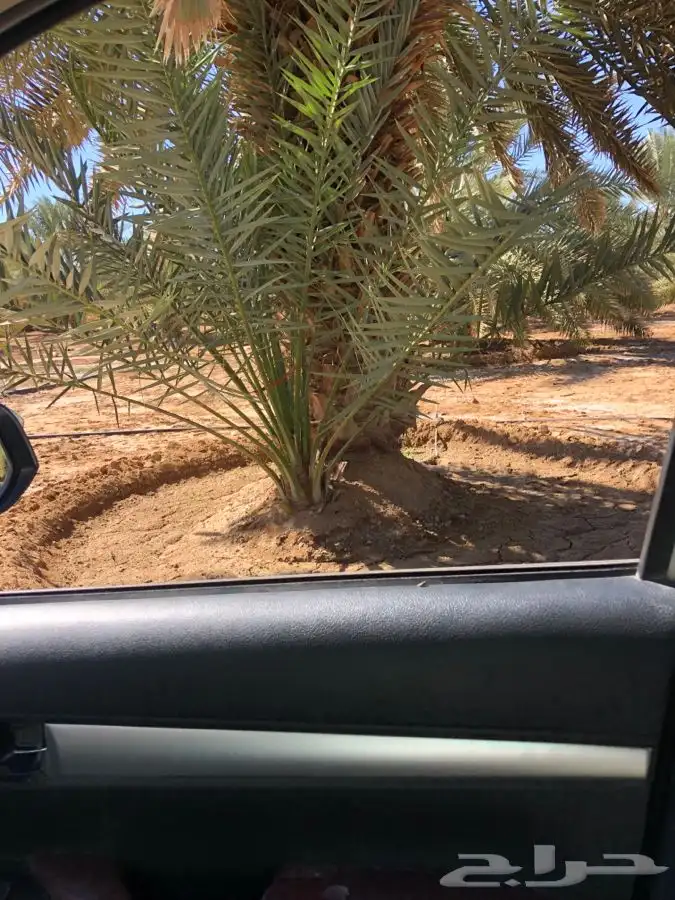فروخ فسايل نخل من المالك مباشره 2