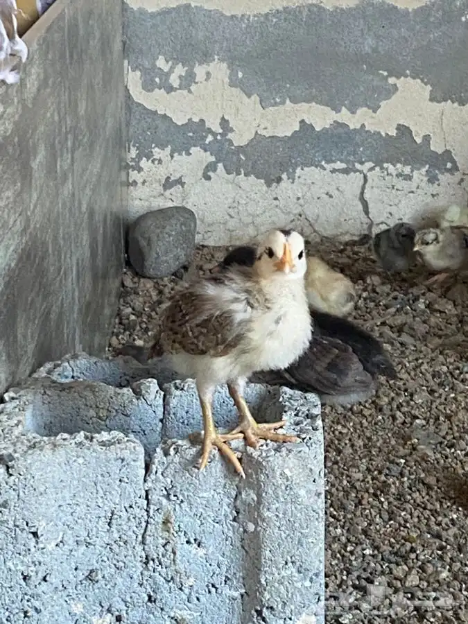 صيصان بلدي 1