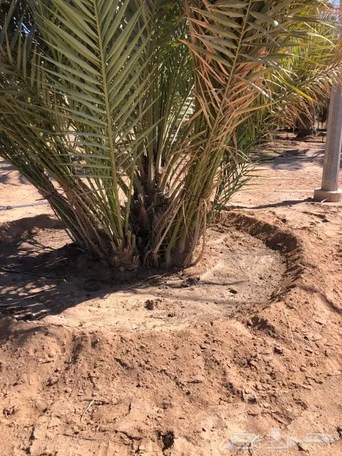 فروخ فسايل نخل من المالك مباشره 12