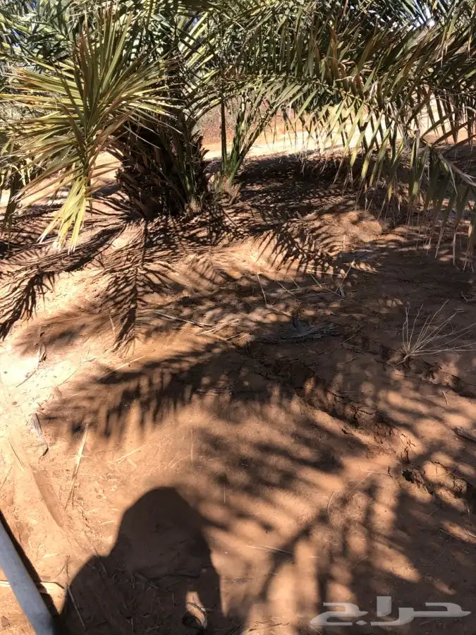 فروخ فسايل نخل من المالك مباشره 3