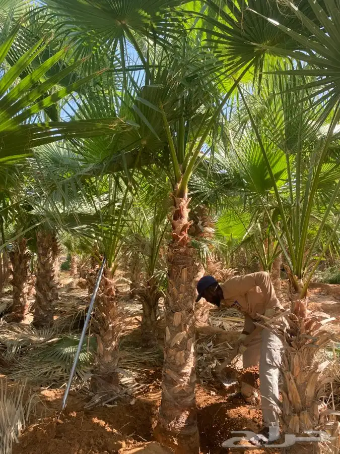 نخل واشنطني زينه 7