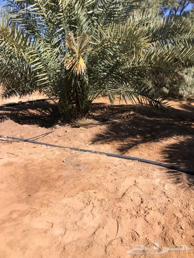 فروخ فسايل نخل من المالك مباشره 5