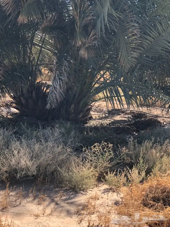 فروخ فسايل نخل من المالك مباشره 9
