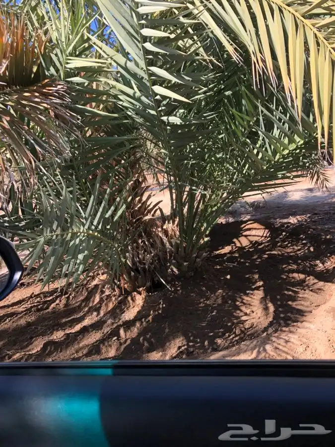 فروخ فسايل نخل من المالك مباشره 11