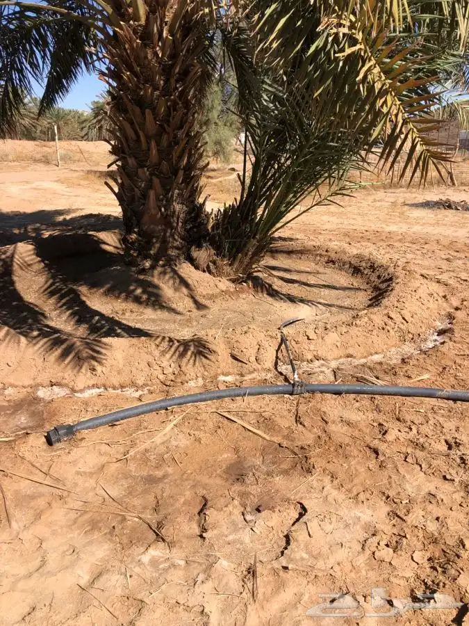 فروخ فسايل نخل من المالك مباشره 0