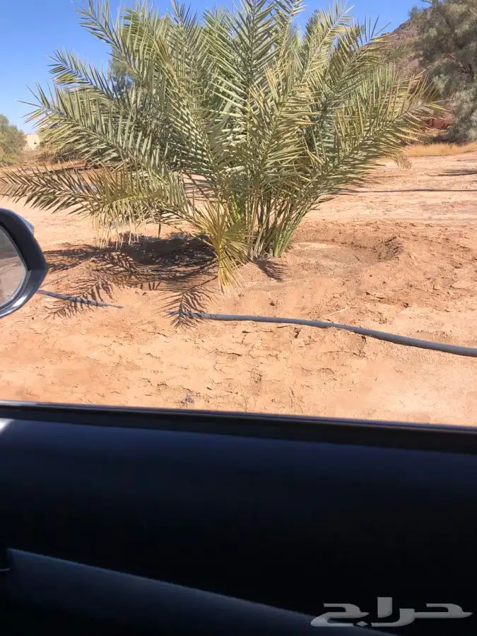 فروخ فسايل نخل من المالك مباشره 4