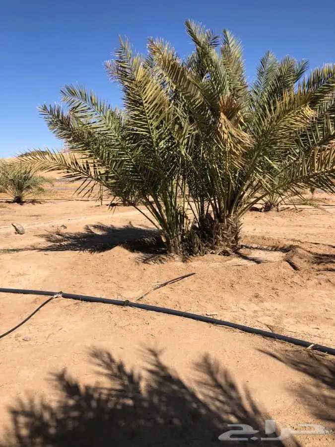 فروخ فسايل نخل من المالك مباشره 13