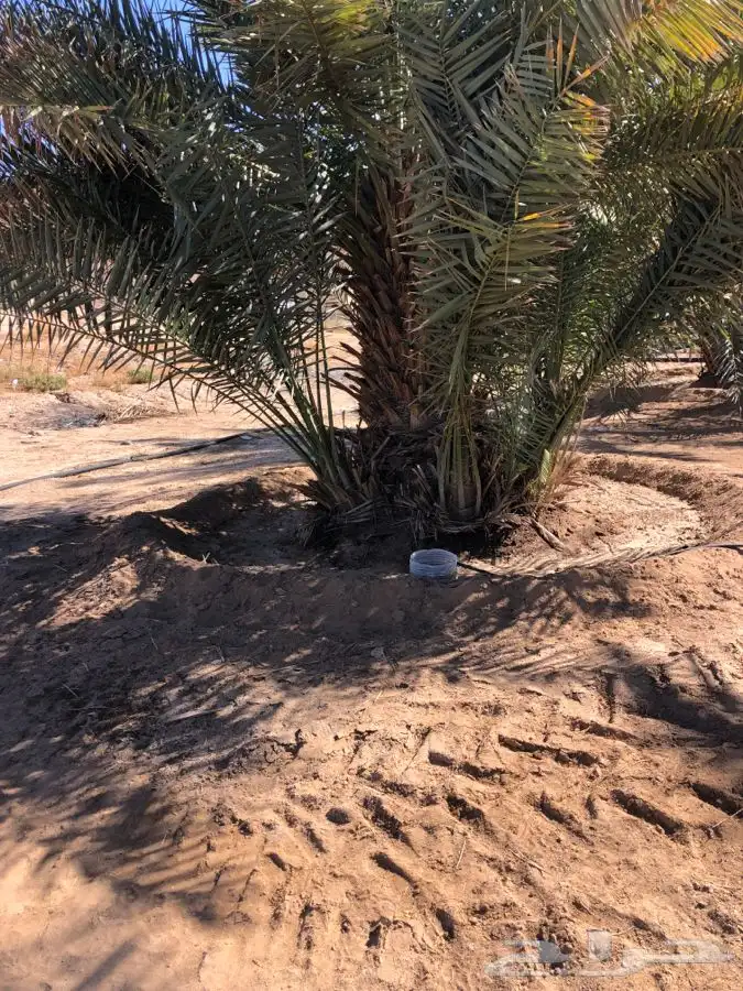 فروخ فسايل نخل من المالك مباشره 14