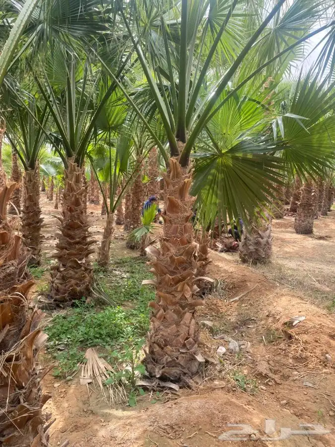 نخل واشنطني زينه 20