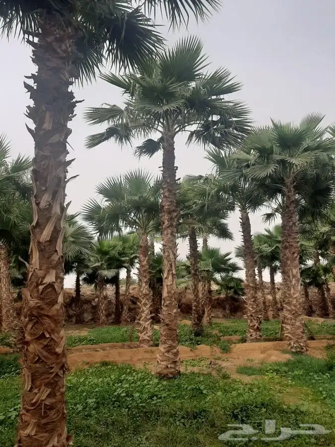 نخل واشنطني زينه 3