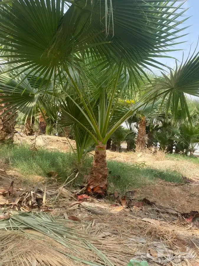 نخل واشنطني زينه 5