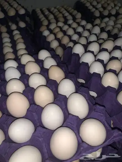 بيض بلدي 1