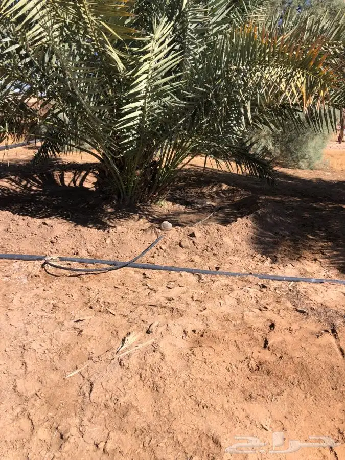 فروخ فسايل نخل من المالك مباشره 1