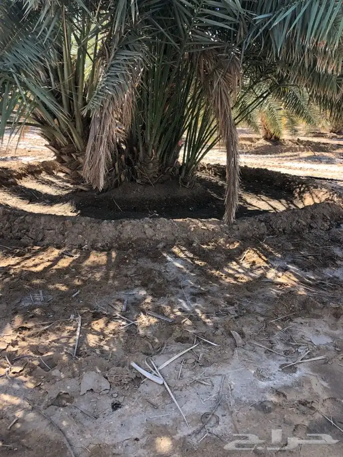فروخ فسايل نخل من المالك مباشره 6