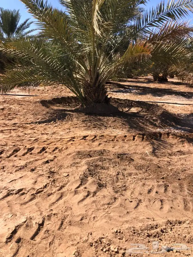 فروخ فسايل نخل من المالك مباشره 7
