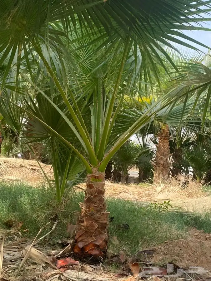 نخل واشنطني زينه 6