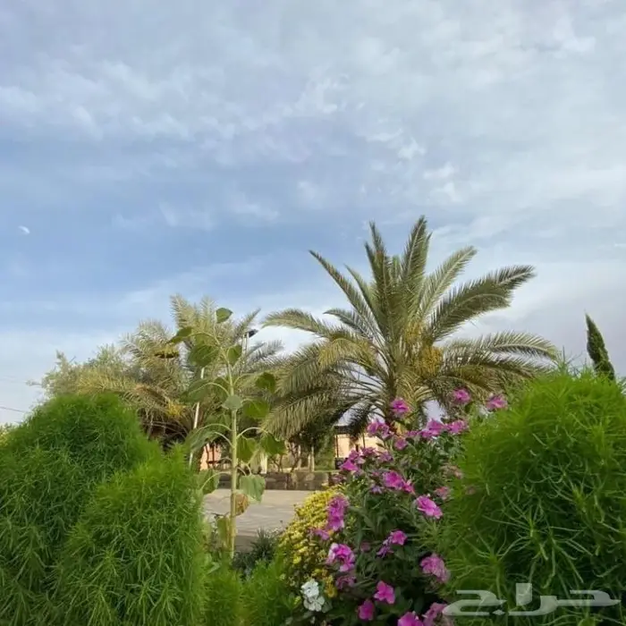 منتجع نسيم بالقاعد للايجار اليومي 8