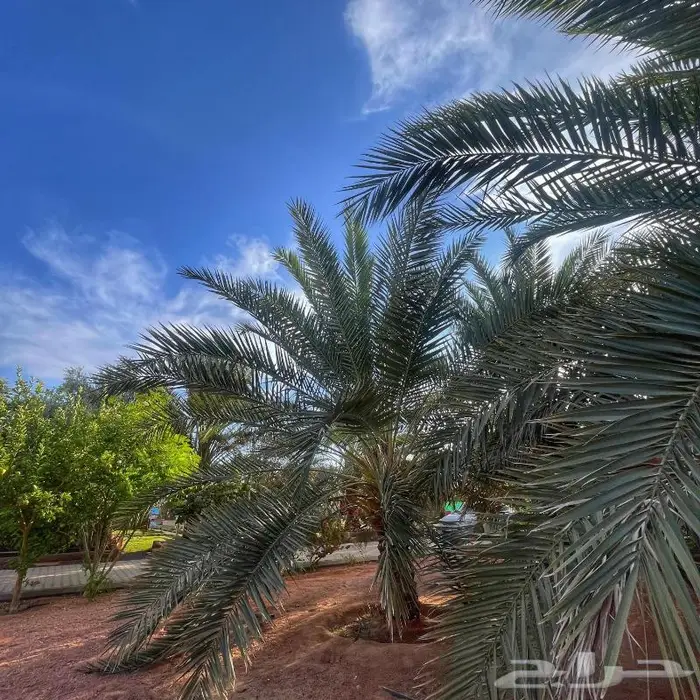 منتجع نسيم بالقاعد للايجار اليومي 18