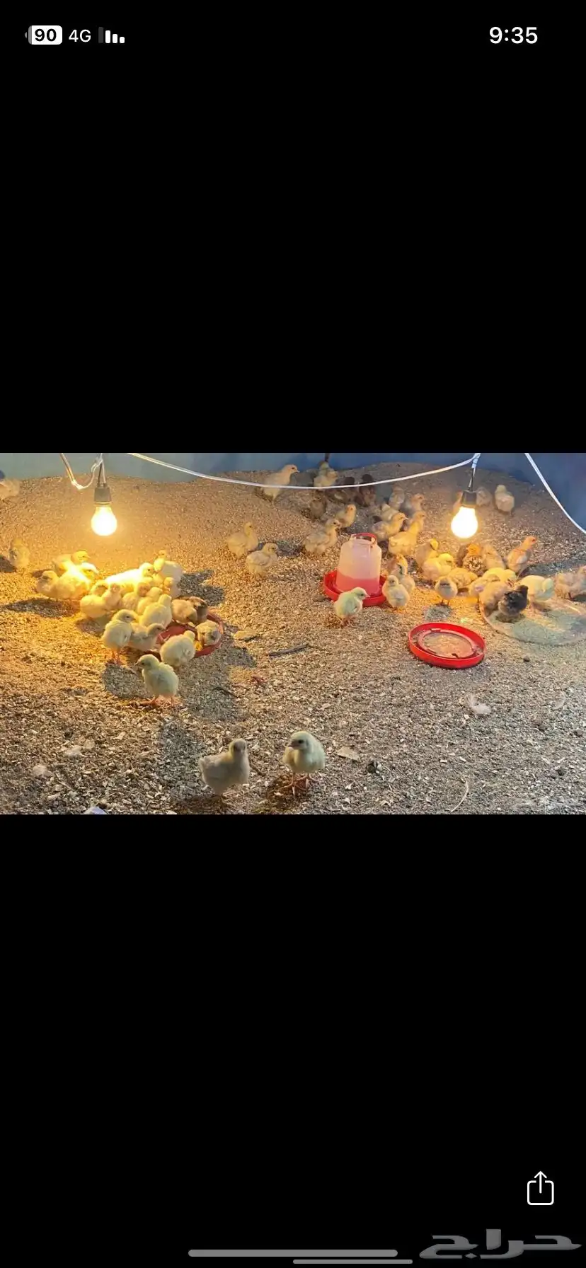 صوص رومي و قولد و تأجير فقاسة 1