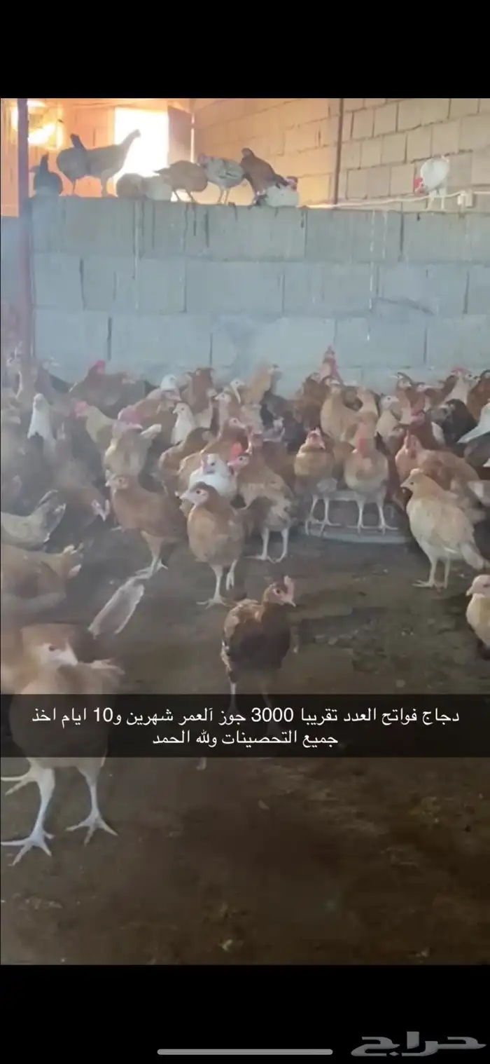 دجاج بلدي 3