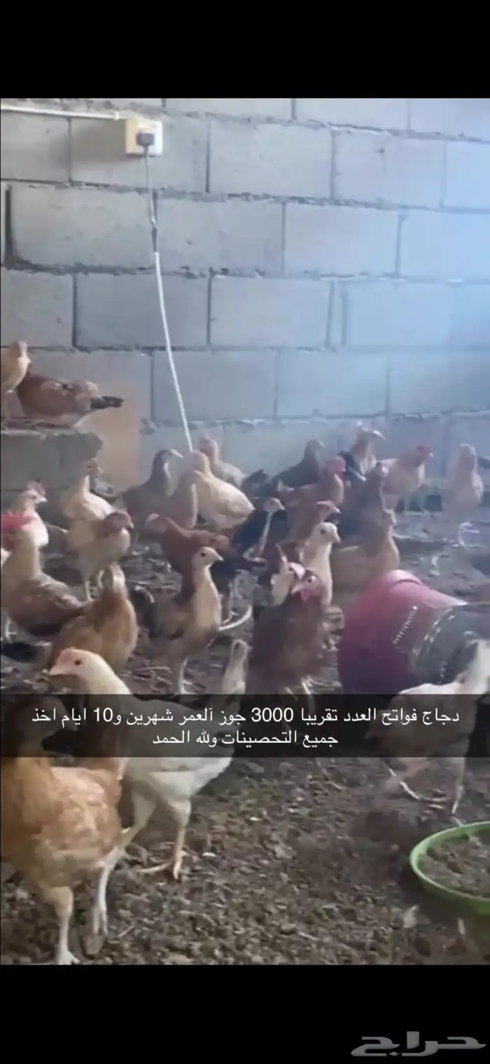 دجاج بلدي 0