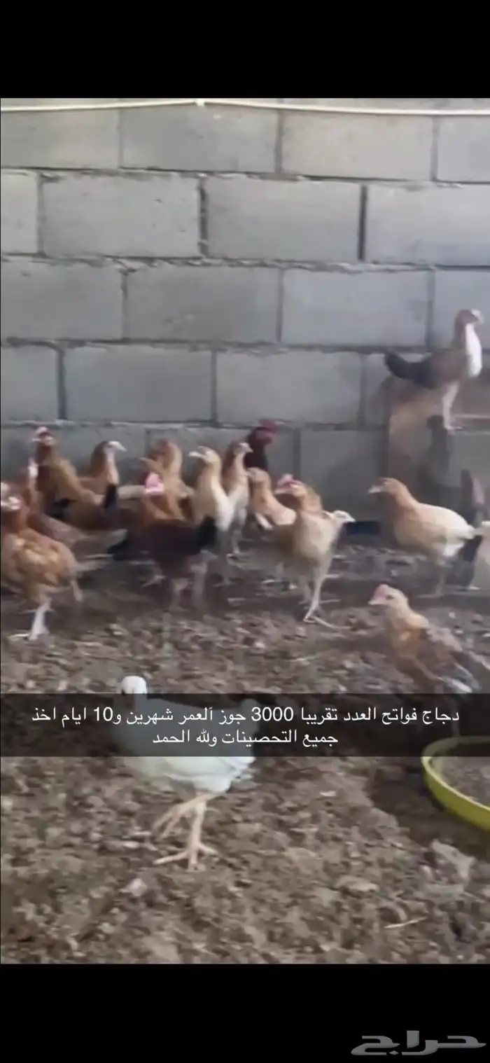 دجاج بلدي 1