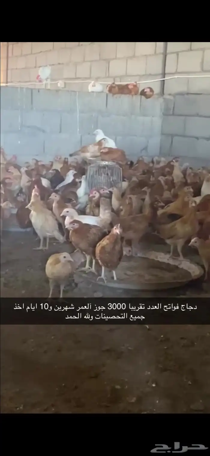 دجاج بلدي 2
