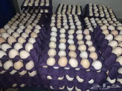 بيض بلدي 0