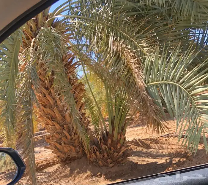 فروخ فسايل نخل من المالك مباشره 15