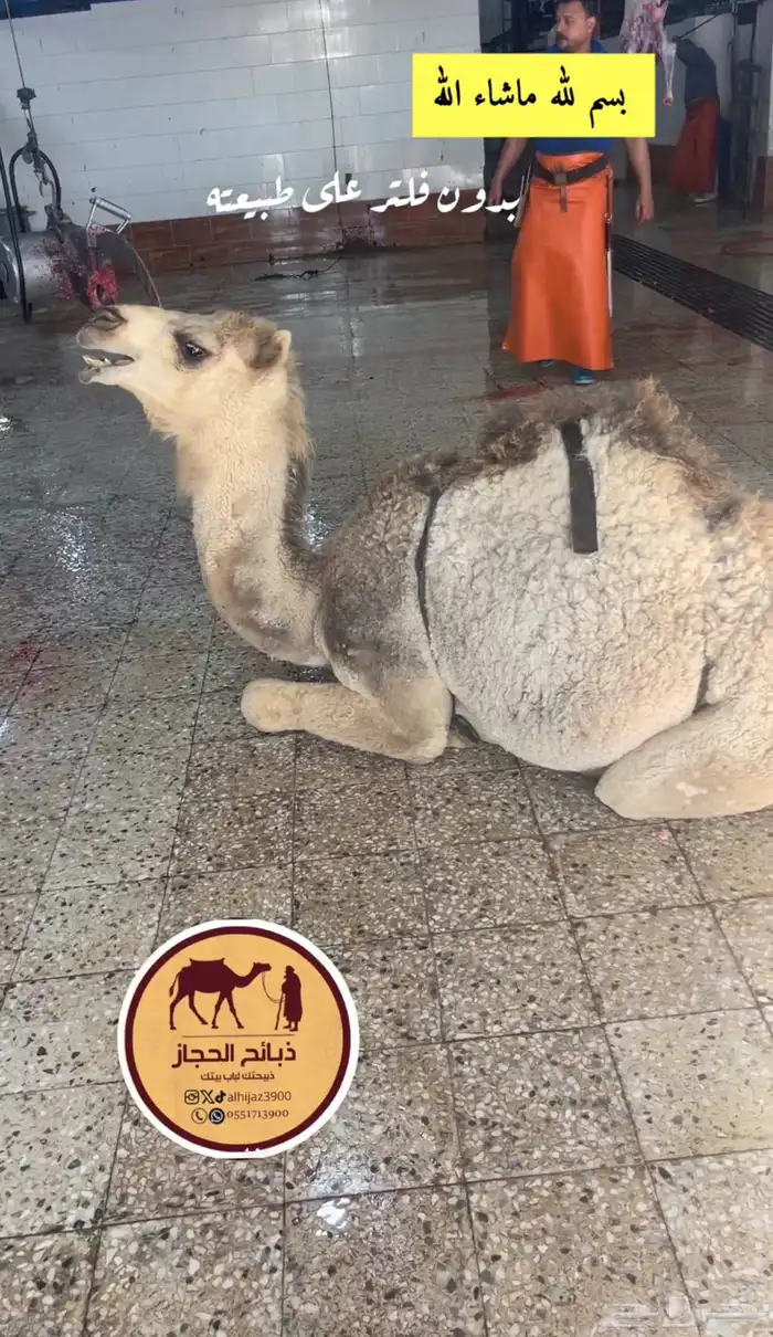 ذبائح مع خدمة الذبح و التوصيل والتغليف 34