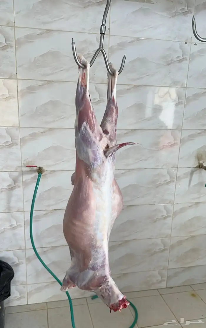 ذبائح تيوس بلديه على الشرط 8