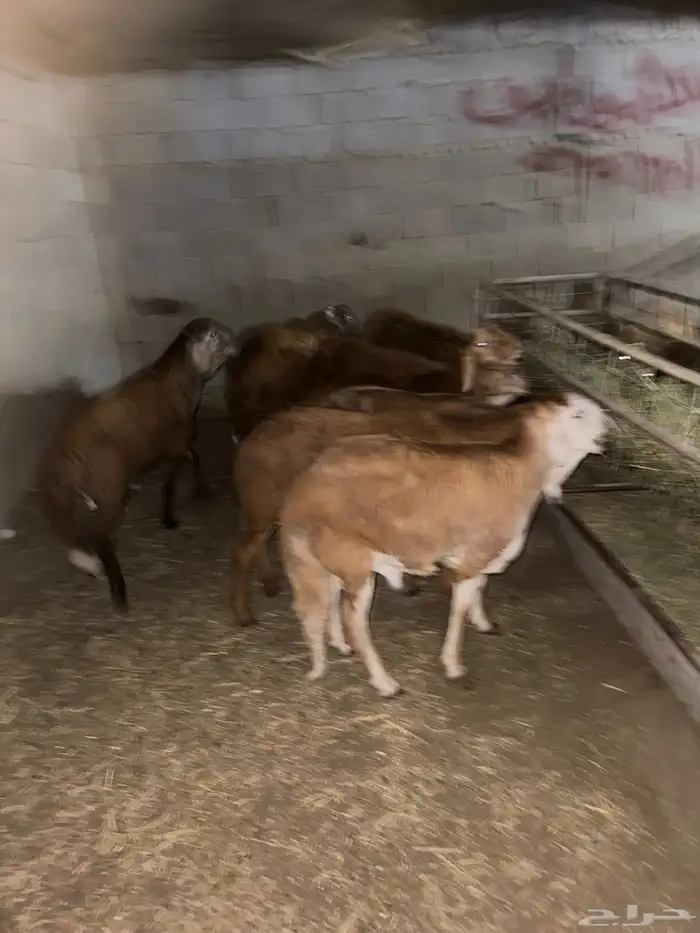 سواكن وحري من الطايف جميع الاسعار والأوزان 7