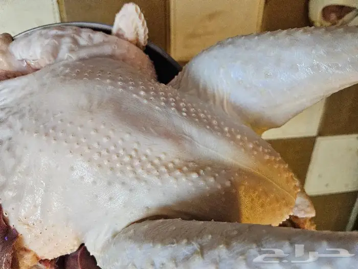 ديك رومي ذبح طازج من 5 إلي 7 كيلو 9