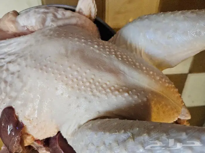 ديك رومي ذبح طازج من 5 الى 7 كيلو 2