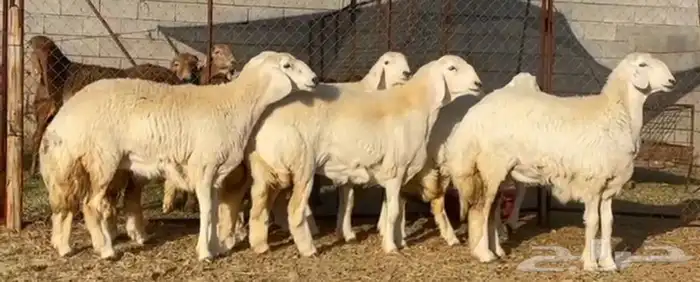 رخال صنف الصنف تم البيععع 1