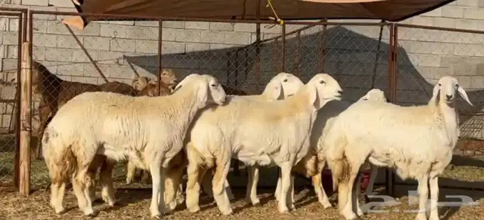 رخال صنف الصنف تم البيععع 0
