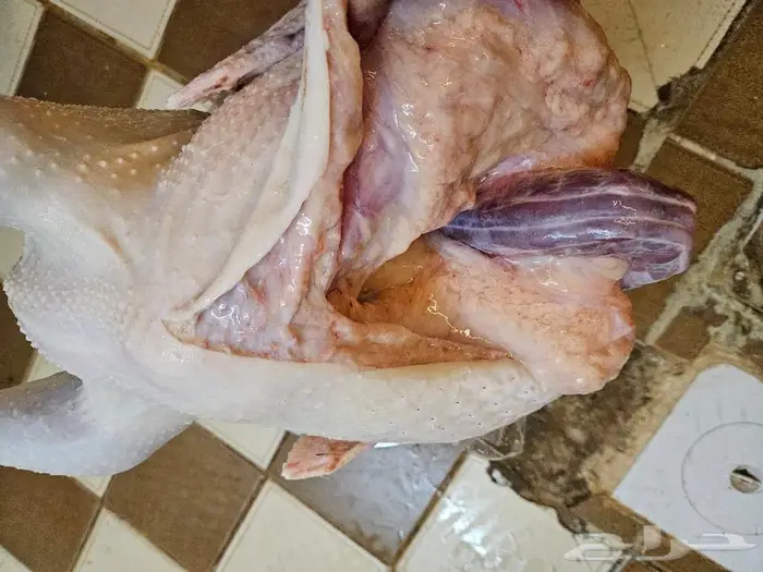 ديك رومي ذبح طازج من 5 إلي 7 كيلو 10