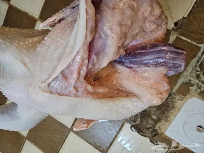 ديك رومي ذبح طازج من 5 إلي 7 كيلو 19