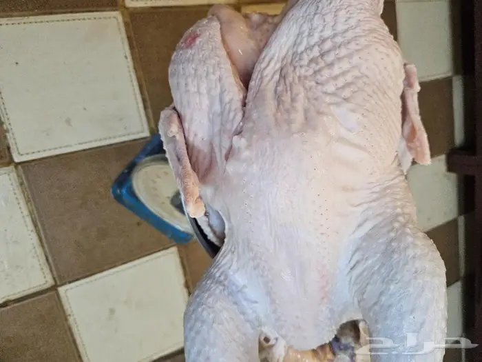 ديك رومي ذبح طازج من 5 الى 7 كيلو 5