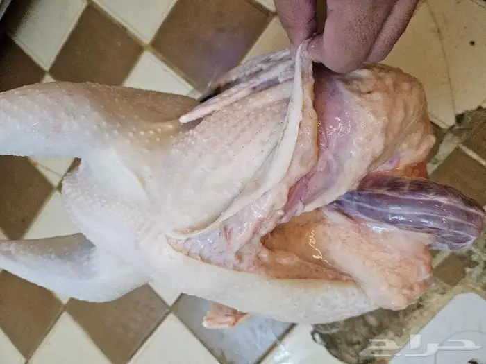 ديك رومي ذبح طازج من 5 الى 7 كيلو 6