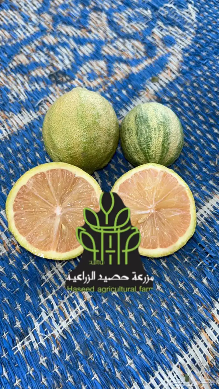 شتلات حمضيات مطعمه(حصيد الزراعية) 0
