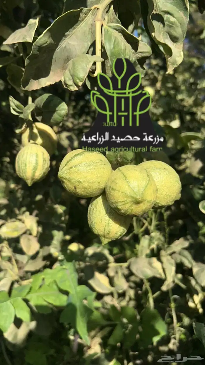 شتلات حمضيات مطعمه(حصيد الزراعية) 1