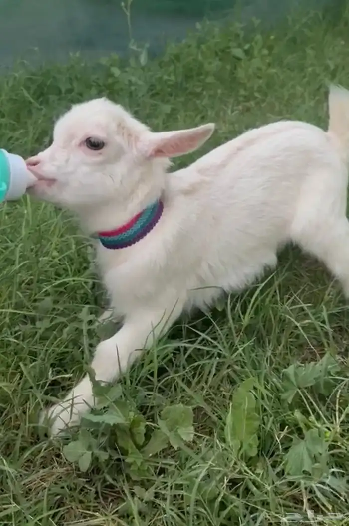 ماعز قزم صغير جدا لعوب وصديق لطفل الماعز القزم الجميل 20