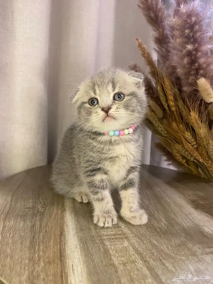 قطط كيتن للبيع 1