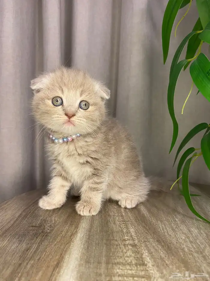 قطط كيتن للبيع 0