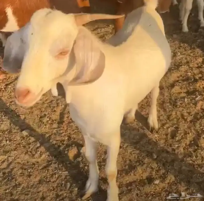 تيوس عوارض وبيشي و جنوبي 1