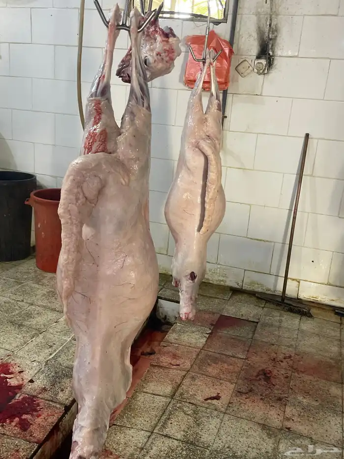 طليان سواكن تربيه فل شحم ونظيفه وزنها اقل شي25 8